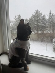 cat looking at snow