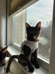 Tortoiseshell kitten 