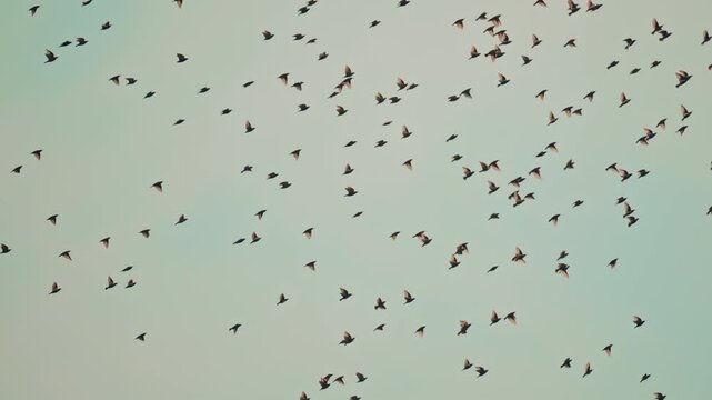 A murmuration of birds filling the pastel sky, moving as one fluid, organic shape against soft clouds