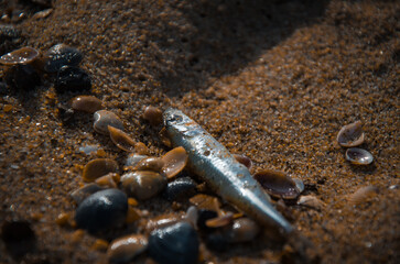 Close-up of a Small Dead Fish and Seashells on Dark, Wet Beach Sand.