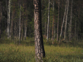 A close up on a single pine tree trunk on an arctic meadow and boreal forest landscape, wood texture vegetation background. Finnish nature © Amaia