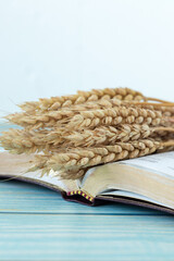 Wheat and holy bible book on wooden table with white background. Copy space. Close-up. Spiritual food and harvest, Christian biblical concept.