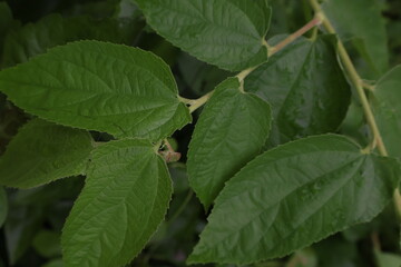 background group of green leaves