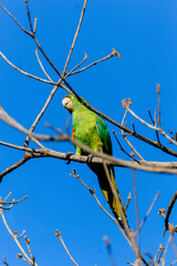 Parakeet (Psittacara leucophthalmus) with green plumage and red patches, perched on a bare dry branch, framed by thin twigs against a vibrant cobalt blue sky on a sunny day