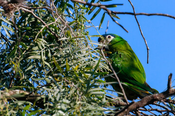 White-eyed Parakeet (Psittacara leucophthalmus) with bright green plumage, foraging in dense foliage under intense sunlight, against a vibrant blue sky, in its neotropical natural habitat