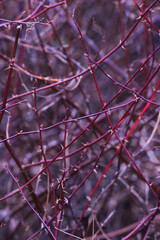 Thorny bramble