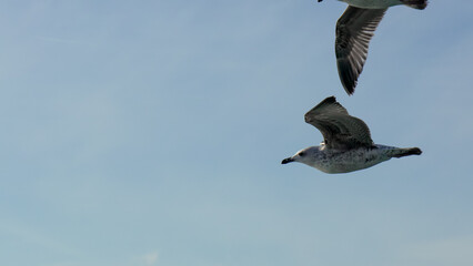 Seagulls Flight Ocean Sky: Two seagulls soaring effortlessly over the ocean on a sunny day, showcasing their graceful aerial maneuvers.