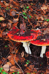 Toadstool