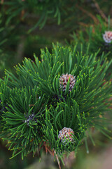 dwarf mountain pine, mountain pine, scrub mountain pine, Swiss mountain pine, bog pine, creeping pine, or mugo pine (Pinus mugo)