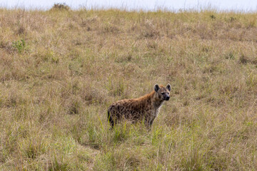 Lone Spotted Hyena stadning in Maasai Mara Kenya Africa KEN