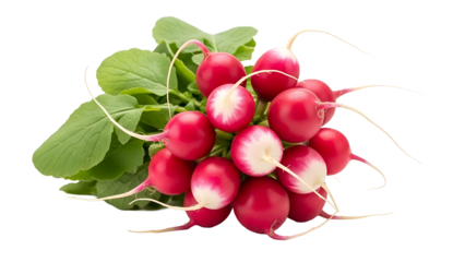 A fresh bunch of radishes with vibrant red and white colors and green leaves. It's a close-up shot that highlights their freshness
