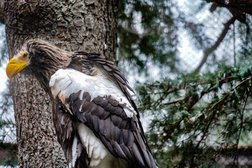 森を見つめるオオワシ