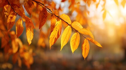 Brilliant warm sunlight illuminates richly colored foliage hanging from a tree branch during the season of change