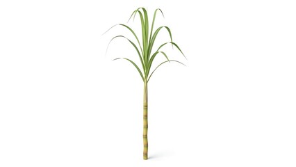 Fototapeta premium green plant isolated