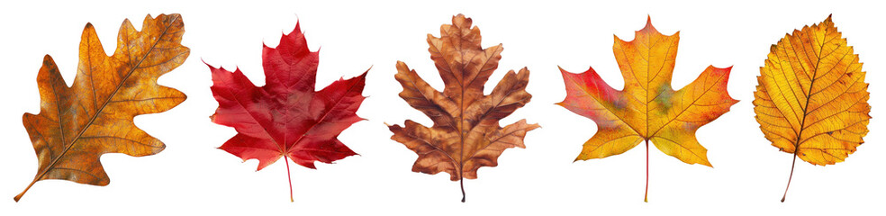 Fototapeta premium PNG Colorful autumn leaves collection, element set on transparent background