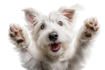Playful white dog paws up, happy expression