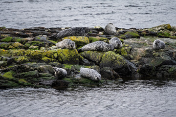 Grey Seals laying on the rocks off Bhalamus, Scottish wildlife

