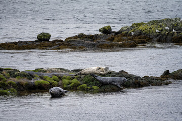 Grey Seals laying on the rocks off Bhalamus, Scottish wildlife
