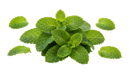 Fresh mint leaves arranged for cooking and drink