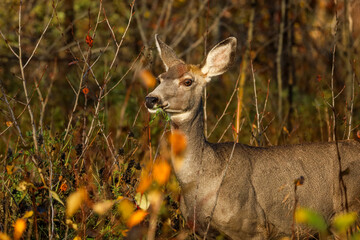 A Mule deer in the woods