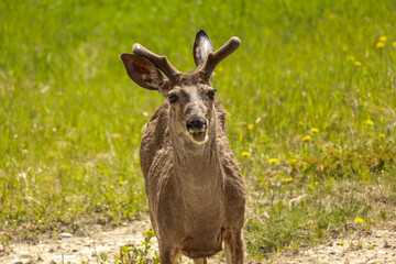 A White-tailed deer buck in the field