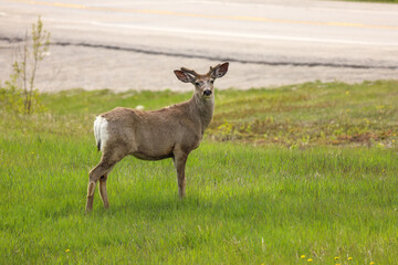 Naklejka premium white tailed deer buck