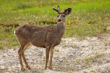 white tailed deer buck