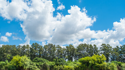 Vibrant green forest canopy under a bright blue sky with large, white cumulus clouds on a sunny day