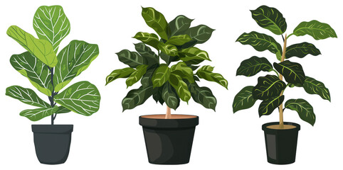 Fototapeta premium PNG Three potted green plants, element set on transparent background