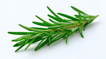 Fototapeta premium Fresh sprig of aromatic herb rests diagonally across a clean white background