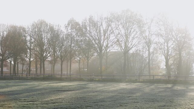 Row of leafless trees behind frosty field and wooden fence, golden sunlight and mist create tranquil, ethereal late autumn atmosphere.