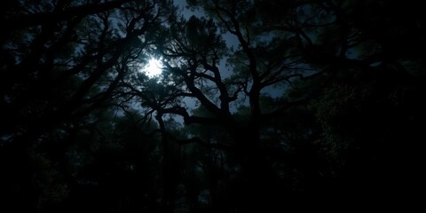 Deep shadows shroud ancient trees, moonlight barely piercing the dense canopy,  moonlight,  environment