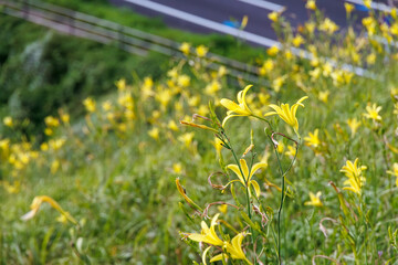 ユウスゲ公園には標高100mを超える岬の断崖の上にある。頂上の展望台からは太平洋が一望できる。
秋には貴重なユウスゲ（ワスレグサ科）が斜面を埋め尽くすように咲く。
あいあい岬の突端には夕陽の海を見渡すカフェがある。
静岡県伊豆半島賀茂郡南伊豆町中木ヒリゾ浜-2025年

