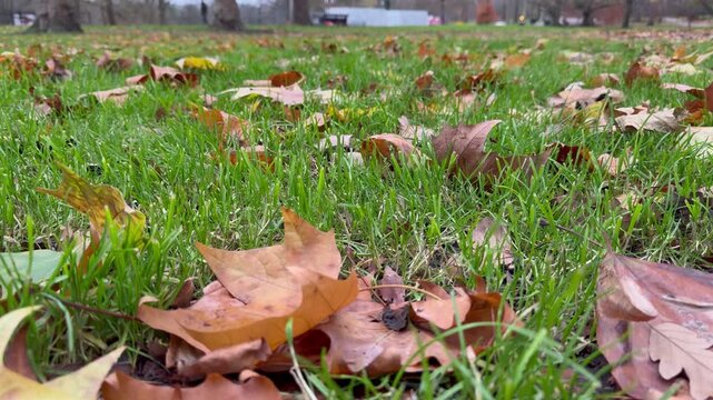 Yellow plane tree leaves quiver in the wind in the park.