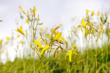 ユウスゲ公園には標高100mを超える岬の断崖の上にある。頂上の展望台からは太平洋が一望できる。
秋には貴重なユウスゲ（ワスレグサ科）が斜面を埋め尽くすように咲く。
あいあい岬の突端には夕陽の海を見渡すカフェがある。
静岡県伊豆半島賀茂郡南伊豆町中木ヒリゾ浜-2025年
