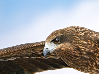 鋭い眼光で飛翔する野生の鳶の横顔