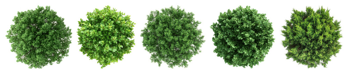 Obraz premium Five lush green bushes aligned