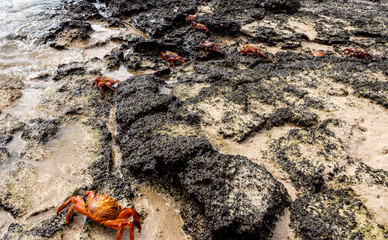 red crabs Galapagos