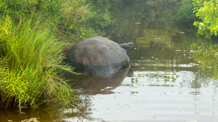 Santa Cruz giant tortoise