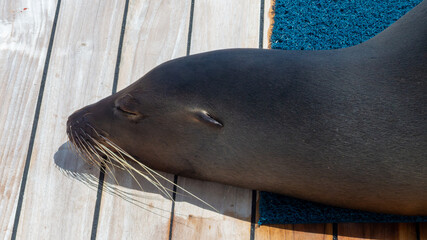 sea lion on the dock
