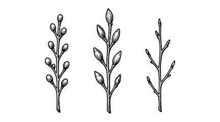 Hand-drawn illustration of three budding branches on a white background