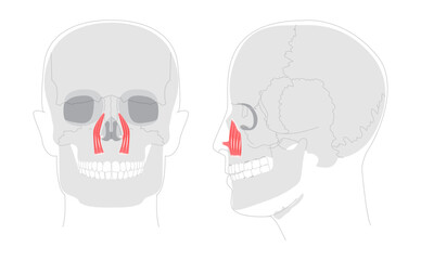 Levator labii superioris - Illustrated human facial muscle that elevates the upper lip, depicted in labeled diagram important for facial motion study and medical training.