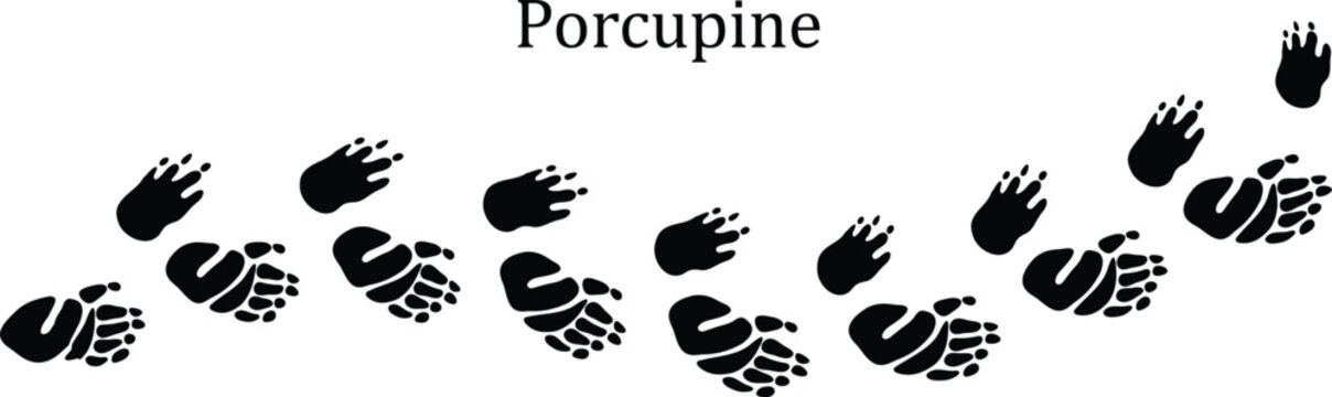 Porcupine Paw Print Vector Illustration,Animal Footprint Vector Illustration,Wild Animal Footprint Track Symbol.