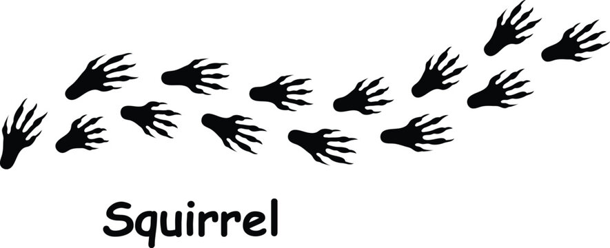 Squirrel Paw Print Vector,Squirrel Paw Mark Illustration,wild animal paw prints on white background.