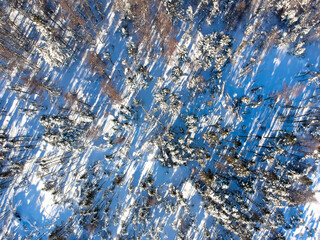 Aerial view of the boreal forest asleep in winter