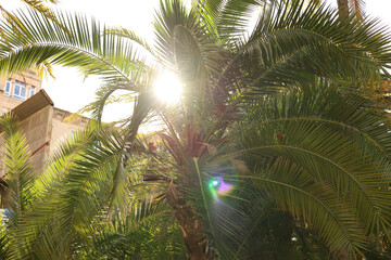  Sun rays through the palm tree leaves over blue sky. Summer sunset scenery. 