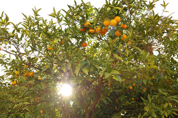 Clementine mandarin tree adorned with ripe, sun-kissed fruits, radiating the essence of a bountiful harvest.