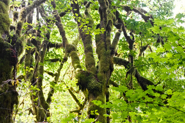 Lush moss-covered trees and bright green foliage form a dense forest canopy in a Pacific Northwest rainforest setting.