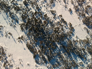 Bird's-eye view of a marsh dotted with snow-covered spruce trees on a beautiful winter day