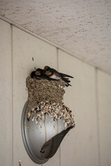 燕の巣にいるツバメ